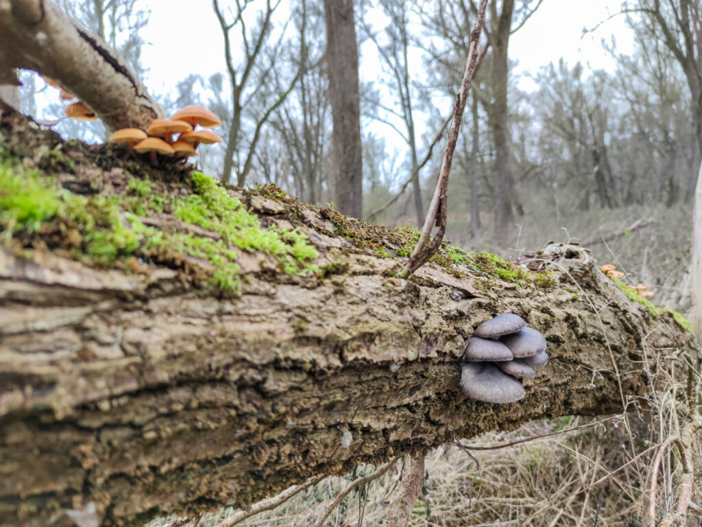 Winterpilze: Austernpilze und Samtfußrüblinge an einem Baumstamm