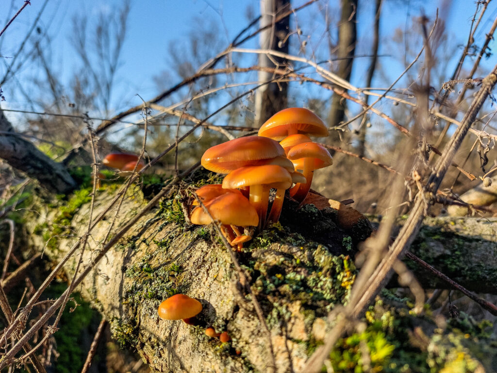 Samtfußrüblinge glänzen in der Wintersonne.