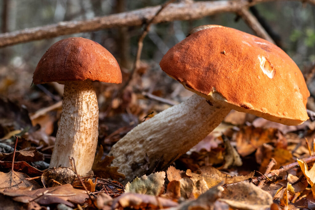 Birkenrotkappen, Heiderotkappen, stehen zu zweit im Laub.