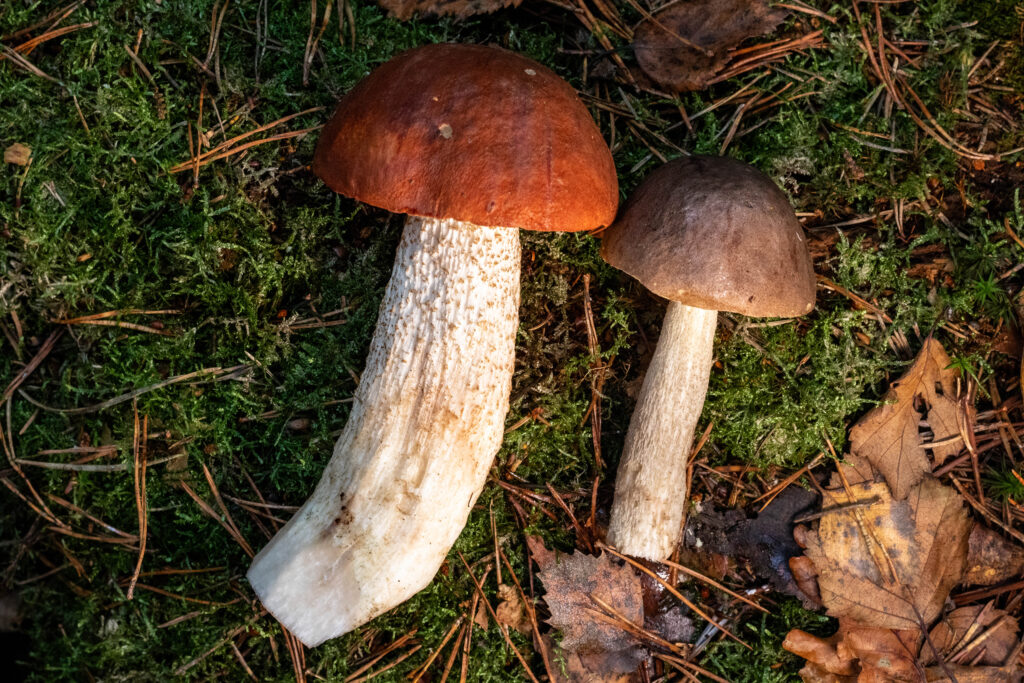 Links sieht man hier eine Birkenrotkappe mit rotem Hut, rechts einen Birkenpilz mit grauem Hut.