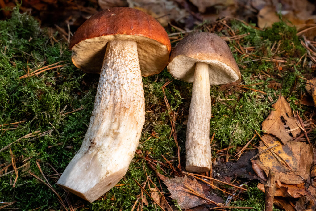 Eine Birkenrotkappe links, ein Birkenpilz rechts.