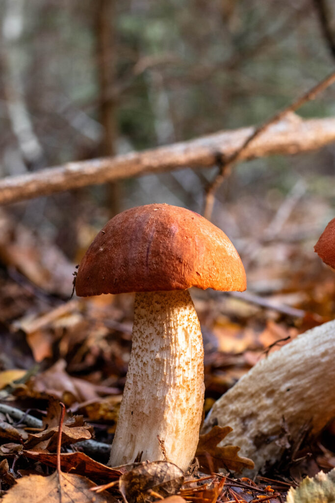 Birkenrotkappe steht im Laub.