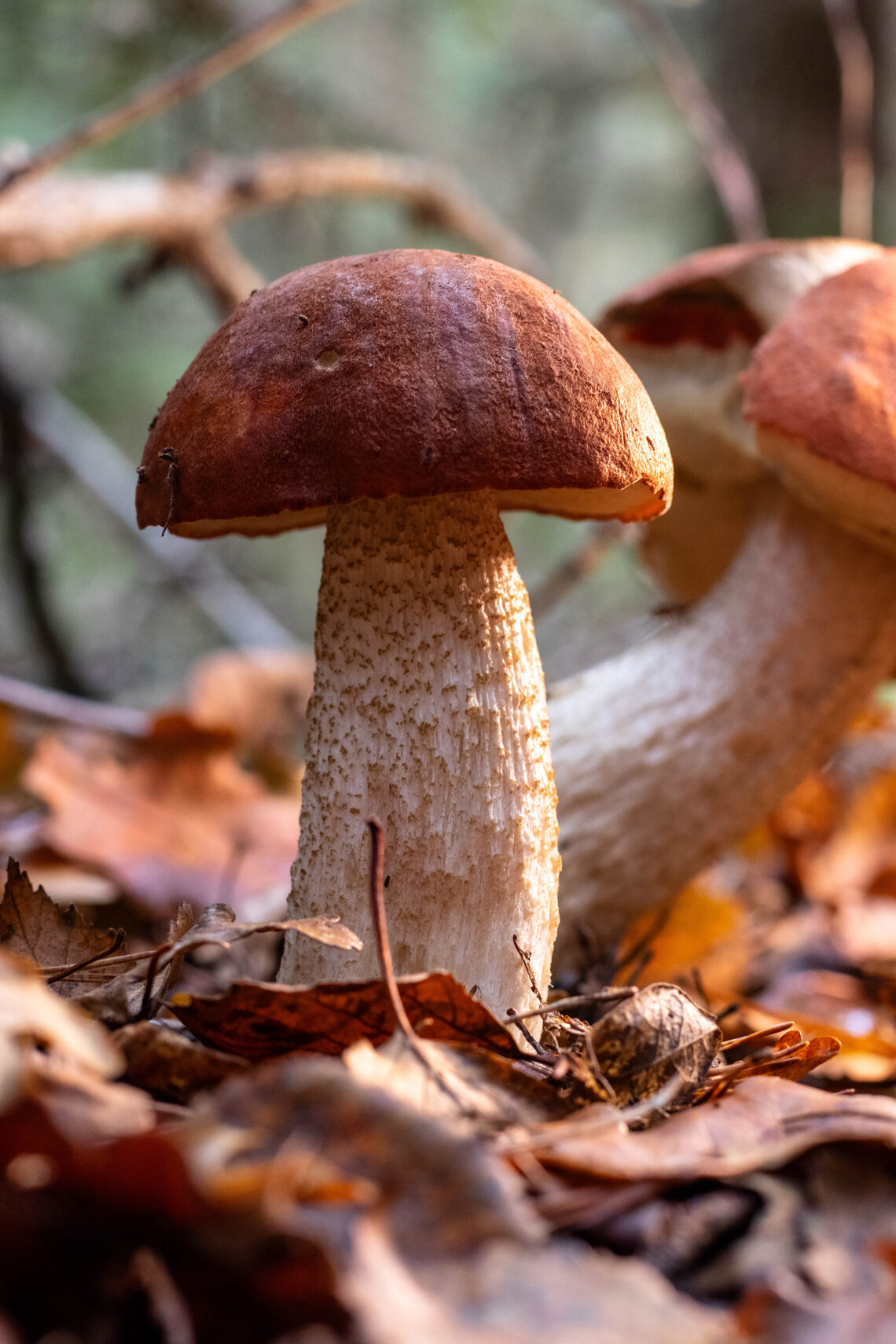 Birkenrotkappe, Heiderotkappe im Laub