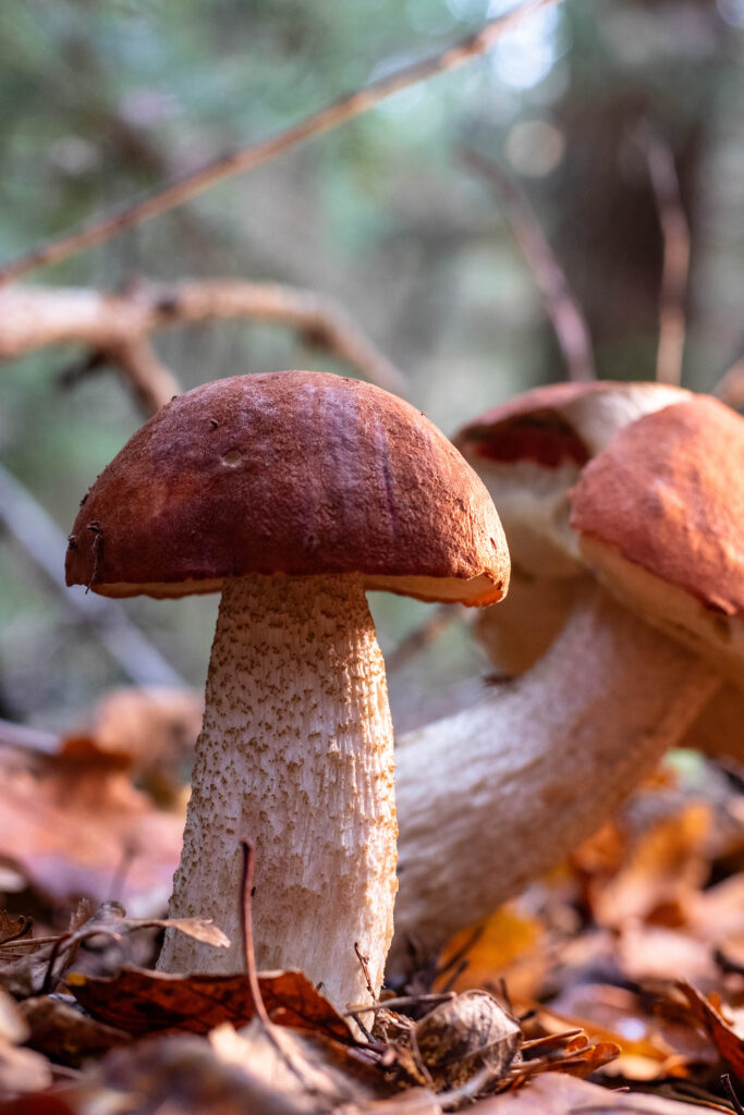 2 Birkenrotkappen stehen im Wald