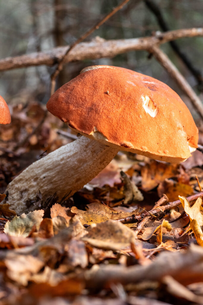 Birkenrotkappe, Heiderotkappe, oft auch nur Schwarzschuppige Rotkappe genannt im Laub