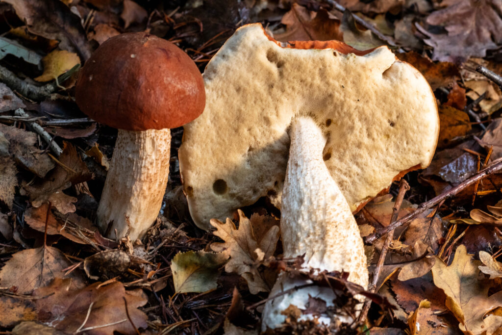 2 Birkenrotkappen, eine liegt, so dass man die Röhren gut sieht.