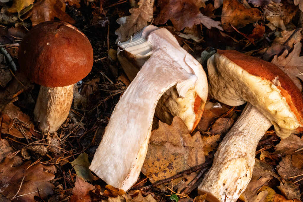 Heiderokappe im Laub, daneben liegt eine aufgeschnittene, wo man Fleisch und Röhren gut sieht.