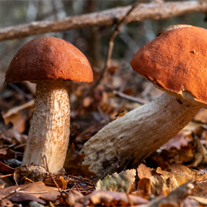 Birkenrotkappe, Heiderotkappe - ein fantastischer Speisepilz