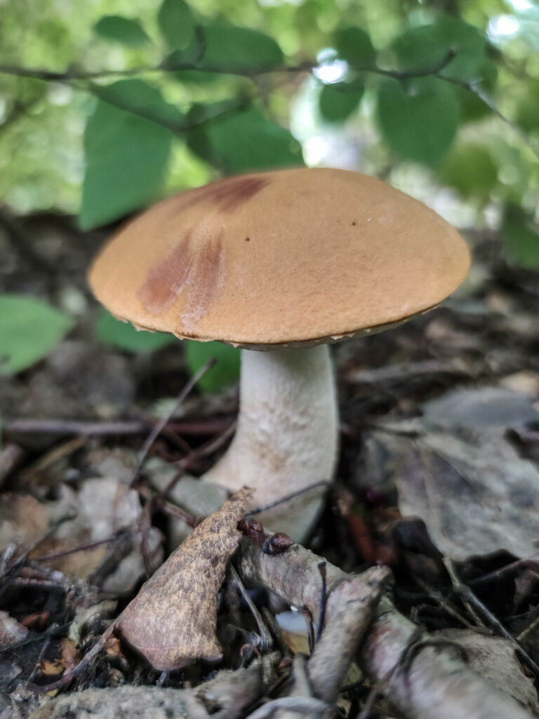 Espenrotkappe bei Zitterpappeln