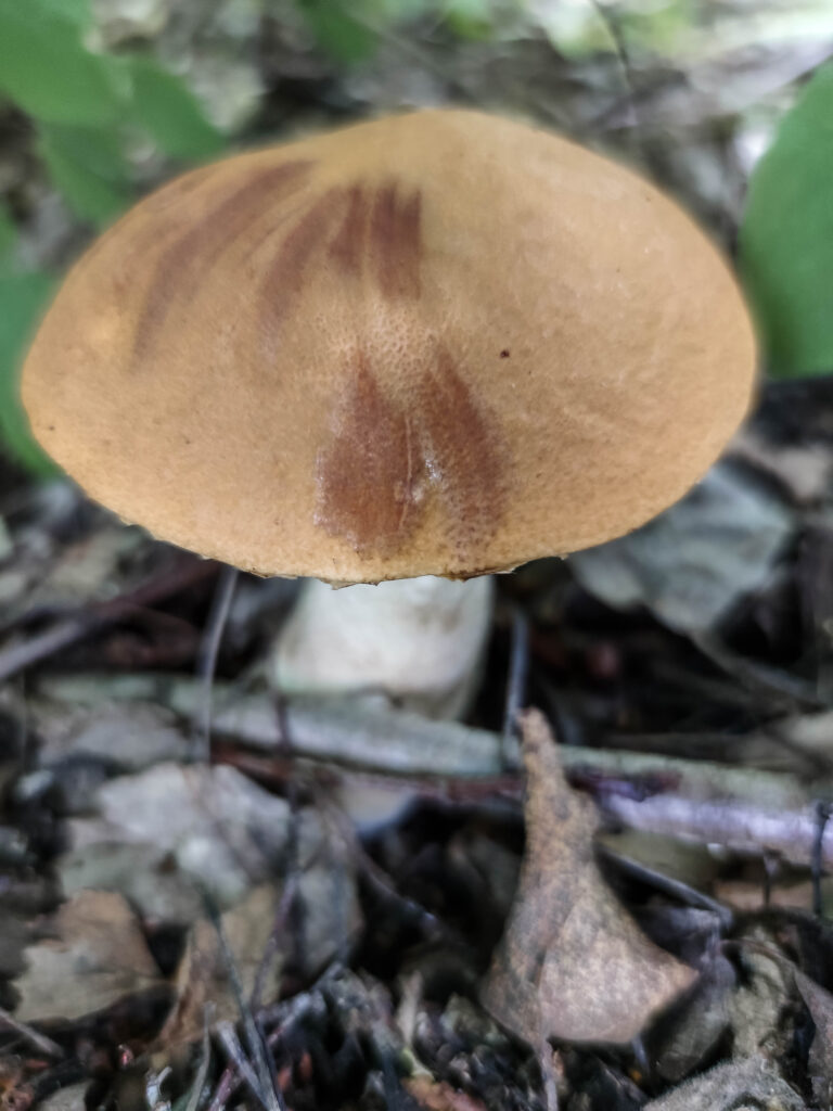 Espenrotkappe im Laub.