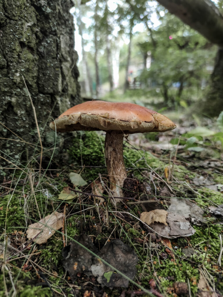 Im Alter werden die Stiele der Espenrotkappen schuppiger und die Röhren werden olivbraun. Diese hier ist schon lange nicht mehr essbar.