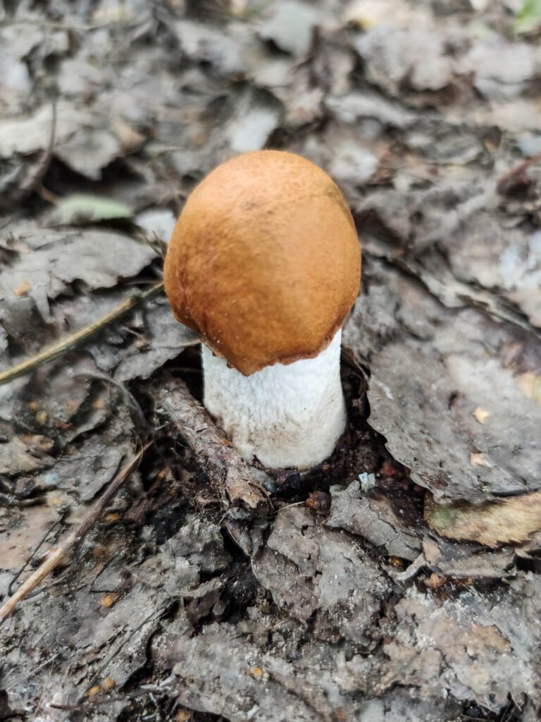 Eine junde Espenrotkappe bricht aus dem Laub.