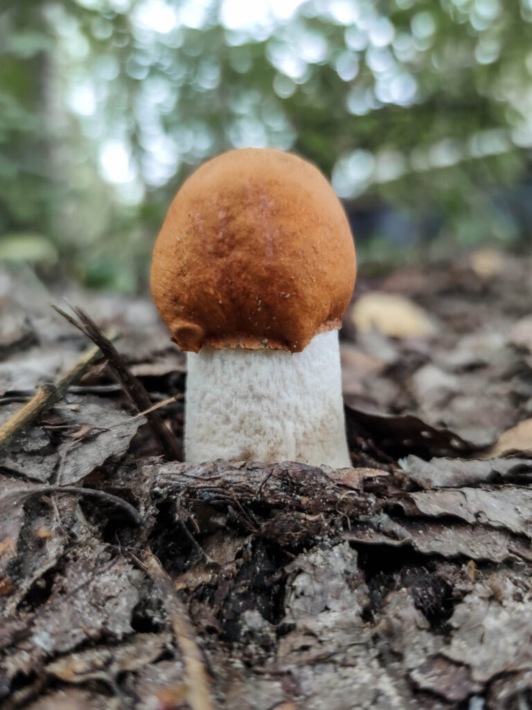Eine junge Espenrotkappe, Weißstielige Rotkappe, oft auch Pappelrotkappe genannt, bricht aus dem Laub.