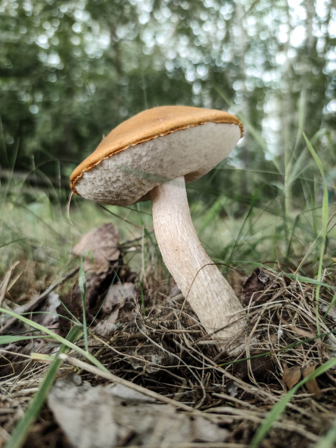 Espenrotkappe im Gras