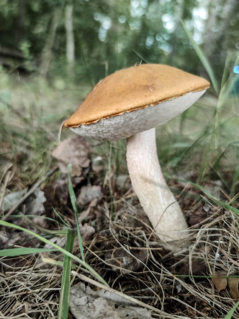 Eine Espenrotkappe wächst im Gras.