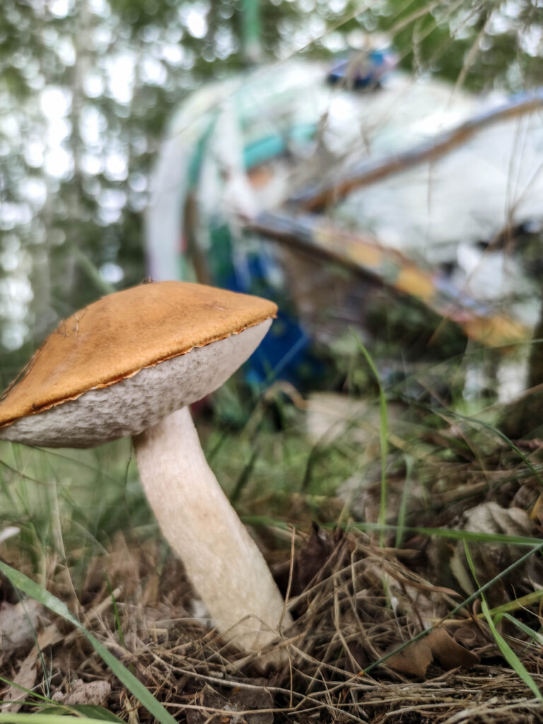 Espenrotkappen kommen sogar auf der Fusion vor. (Im Hintergrund eine Fusion Deko)