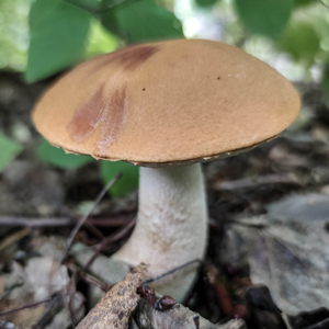 Espenrotkappe, Weißstielige Rotkappe – wächst bei Zitterpappeln