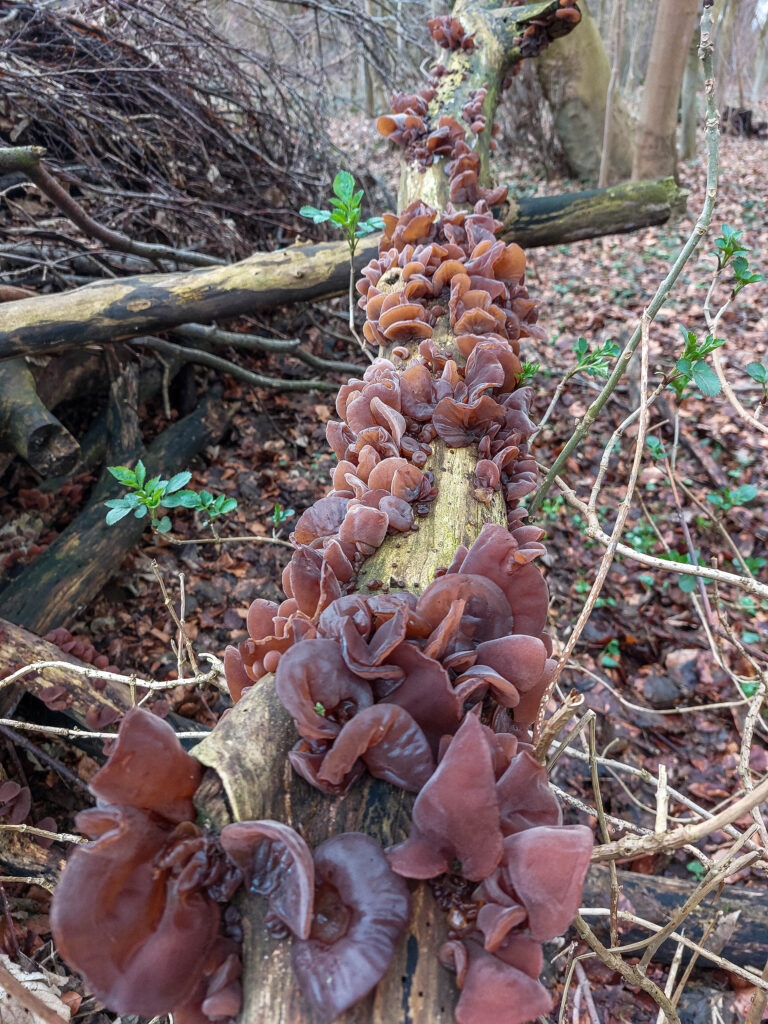 Ein alter, toter Holunderstamm, dicht und reichhaltig mit Holunderschwamm bewachsen.