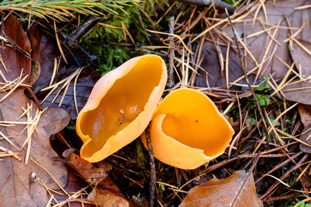 Orangebecherlinge im Herbstlaub.