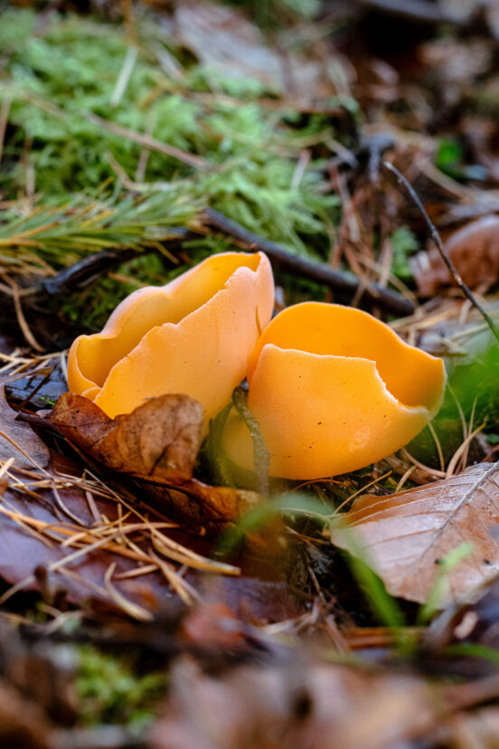 Orangebecherling - orangeroter Becherling