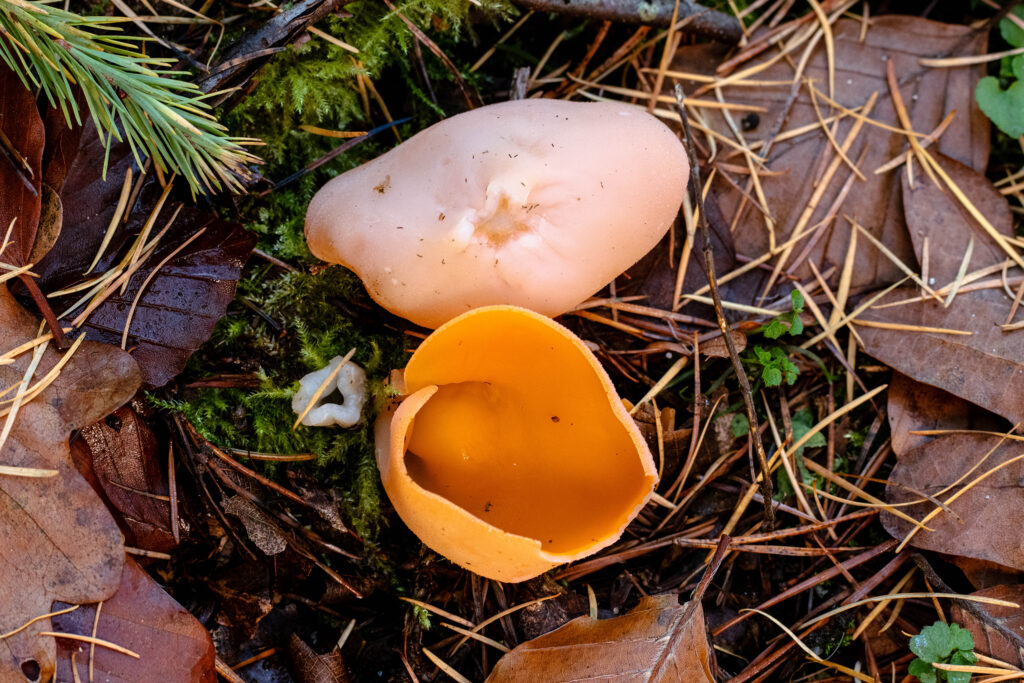 Orangebecherlinge, einer überkopf von untern zu sehen, in einen guckt man rein. Daneben der Stielansatz, in den Boden gehend.