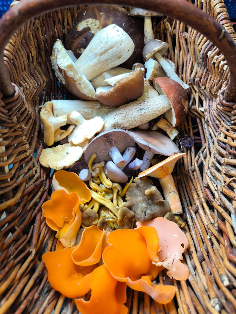 Ein Pilzkorb mit Orangebecherlingen und vielen weiteren Speisepilzen