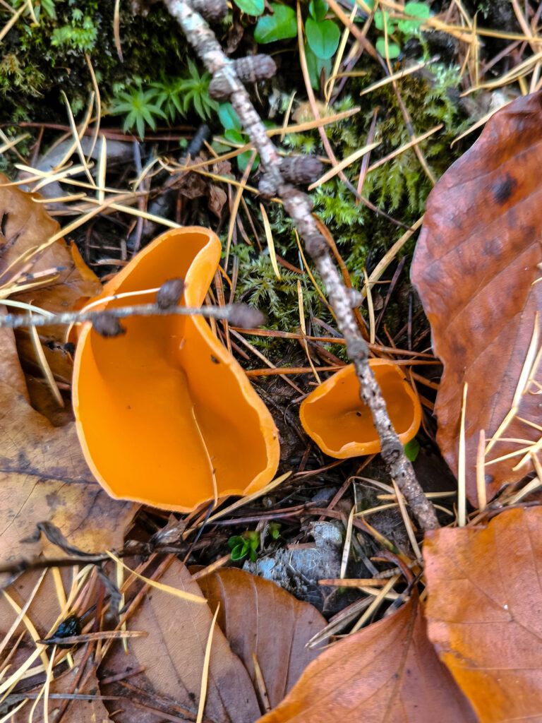 Zwei Orangebecherlinge wachsen in Moos und Laub.