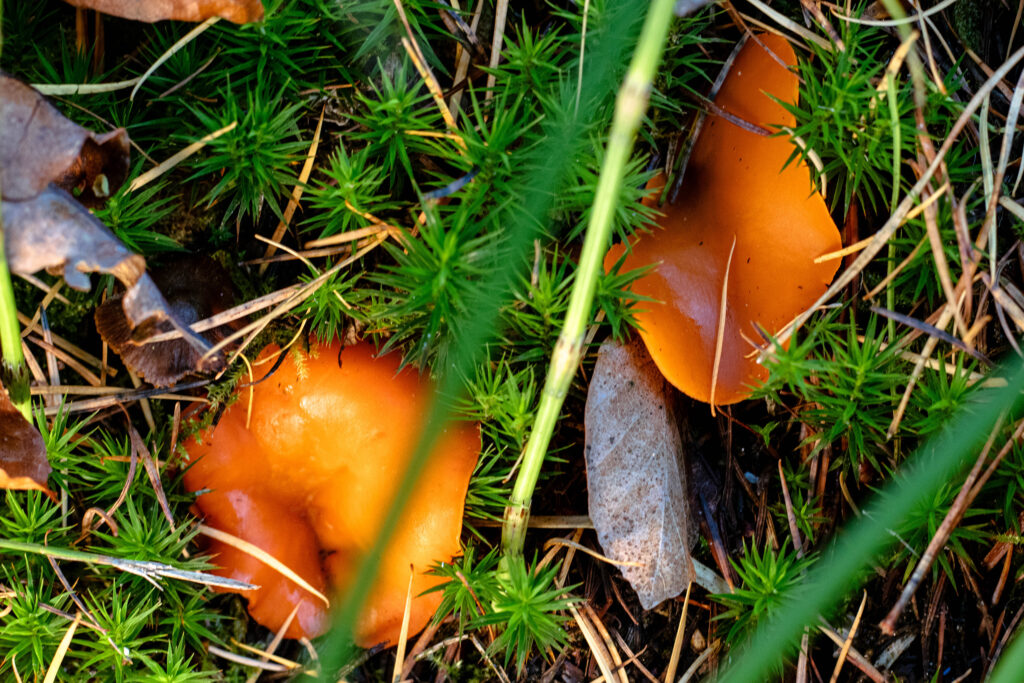 Orangebecherlinge im Gras und Moos.