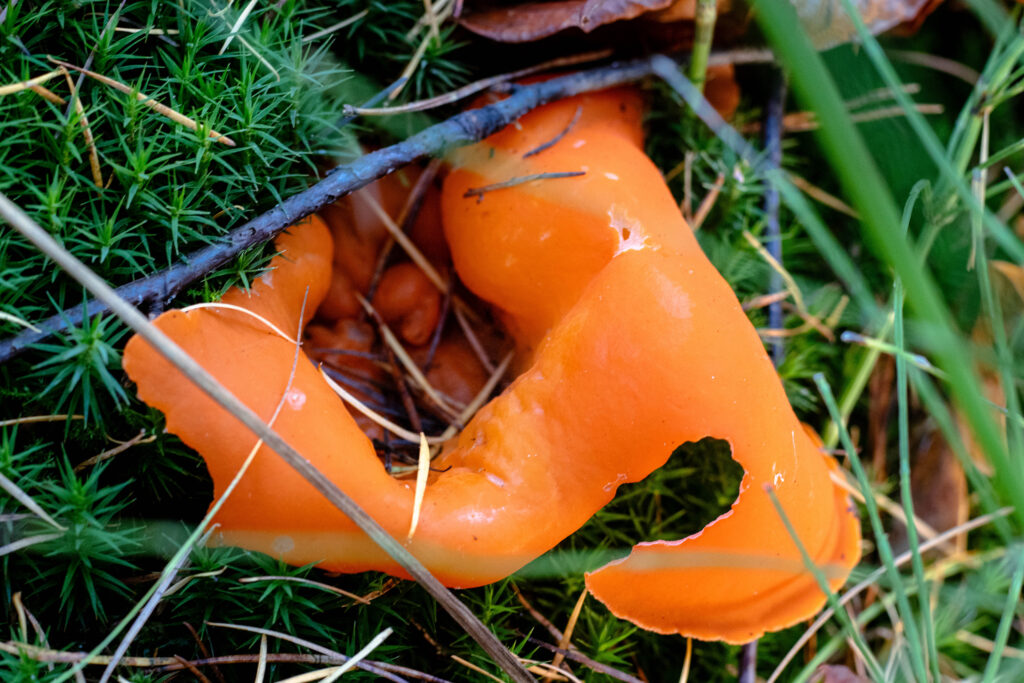 Ein älterer, welliger Orangebecherling mit etwas Schneckenfrass.
