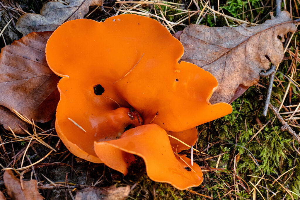 Ein wellig geförmter Orangebecherling im Moos mit Laub und Lärchennadeln.