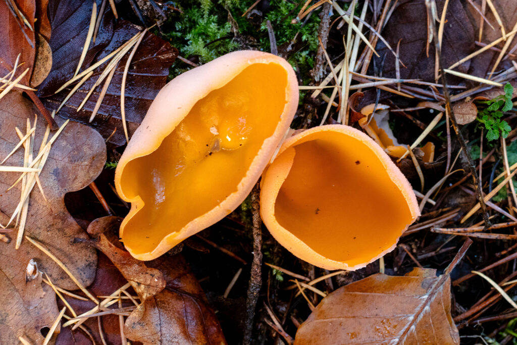 Zwei Orangebecherlinge wachsen im Moos und Herbstlaub.