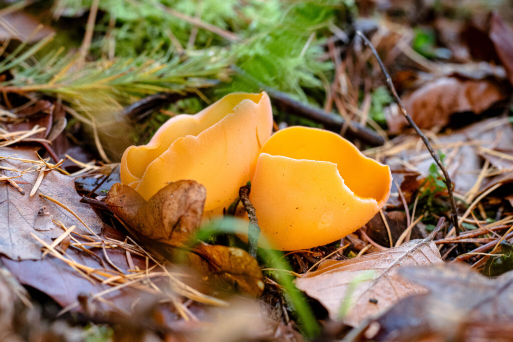 Orangebecherling - orangeroter Becherling