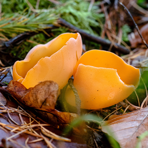 Orangebecherling - richtig bestimmen und zubereiten