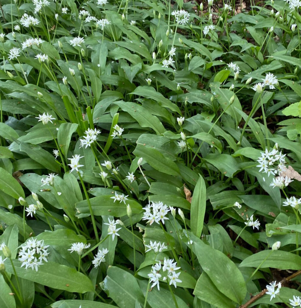 Der Bärlauch blüht im Teichwieselgarten