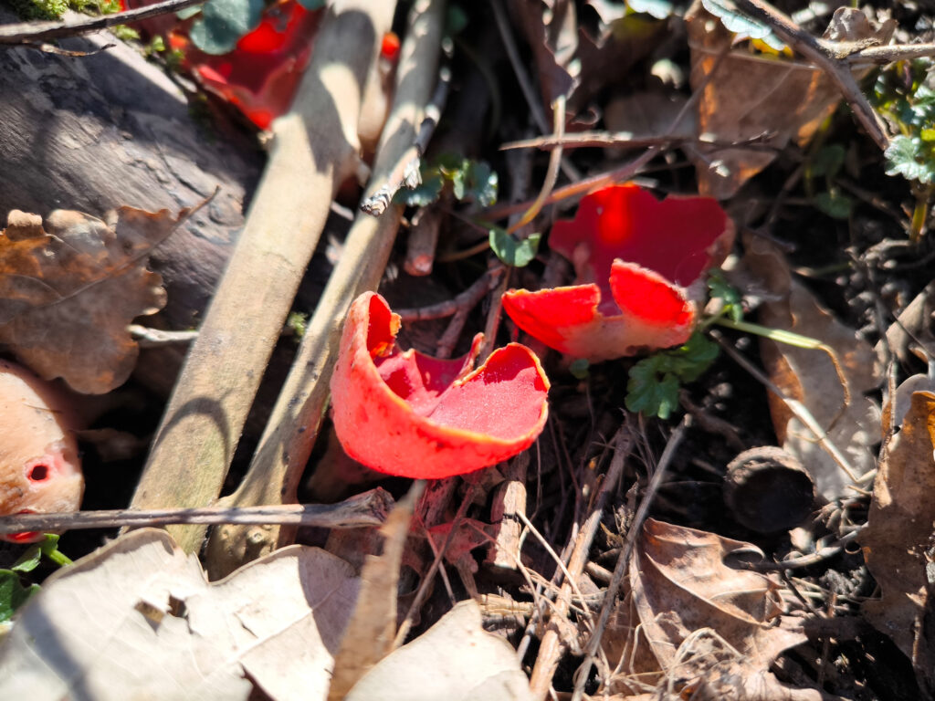Scharlachrote Prachtbecherlinge im Winter auf Totholz.