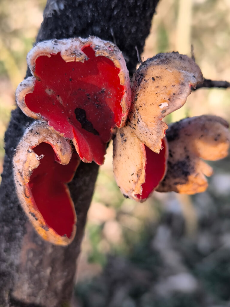 Der Scharlachrote Prachtbecherling an einem Totholzast