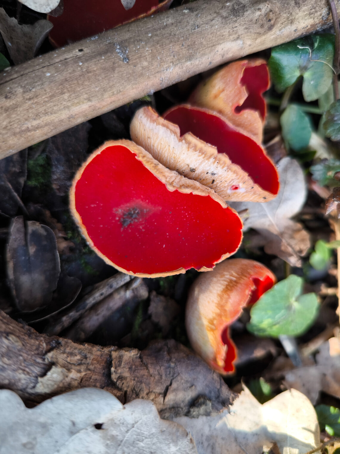 Scharlachroter Prachtbecherling auf Totholz am Boden