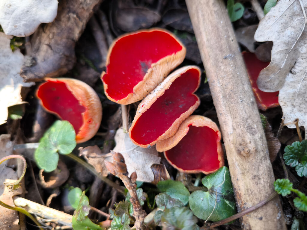 Scharlachroter Prachtbecherling auf Totholz am Boden