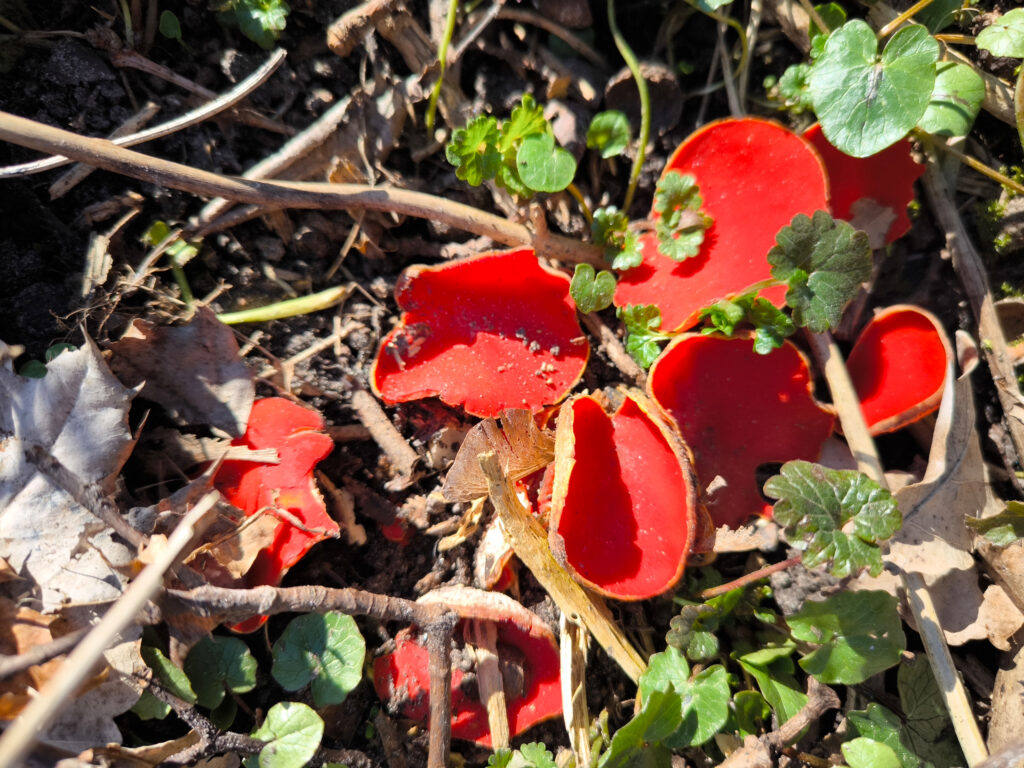 Scharlachroter Prachtbecherling auf Totholz am Boden