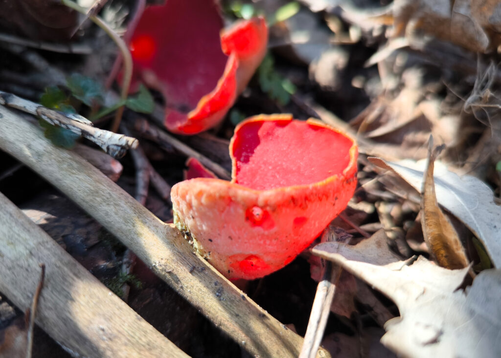 Scharlachroter Prachtbecherling auf Totholz am Boden