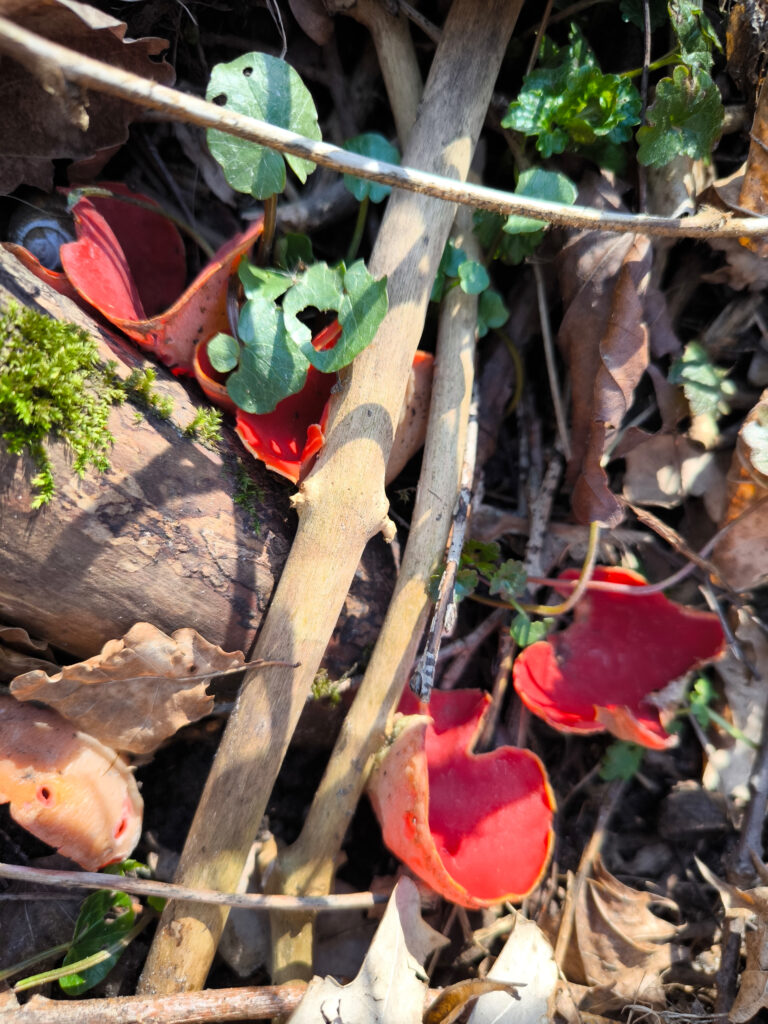 Scharlachrote Prachtbecherlinge auf Totholz