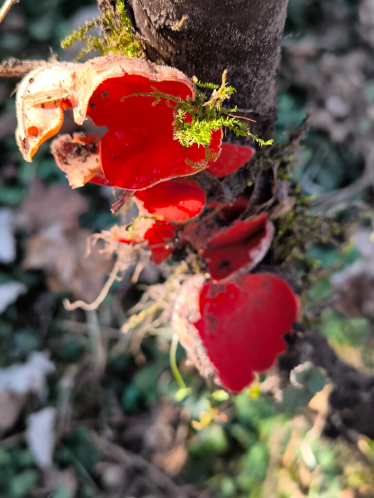Blutroter Prachtbecherling, Scharlachroter Prachtbecherling, Scharlachroter Kelchbecherling, Zinnoberroter Kelchbecherling, Gemeiner Kelchbecherling SARCOSCYPHA COCCINEA