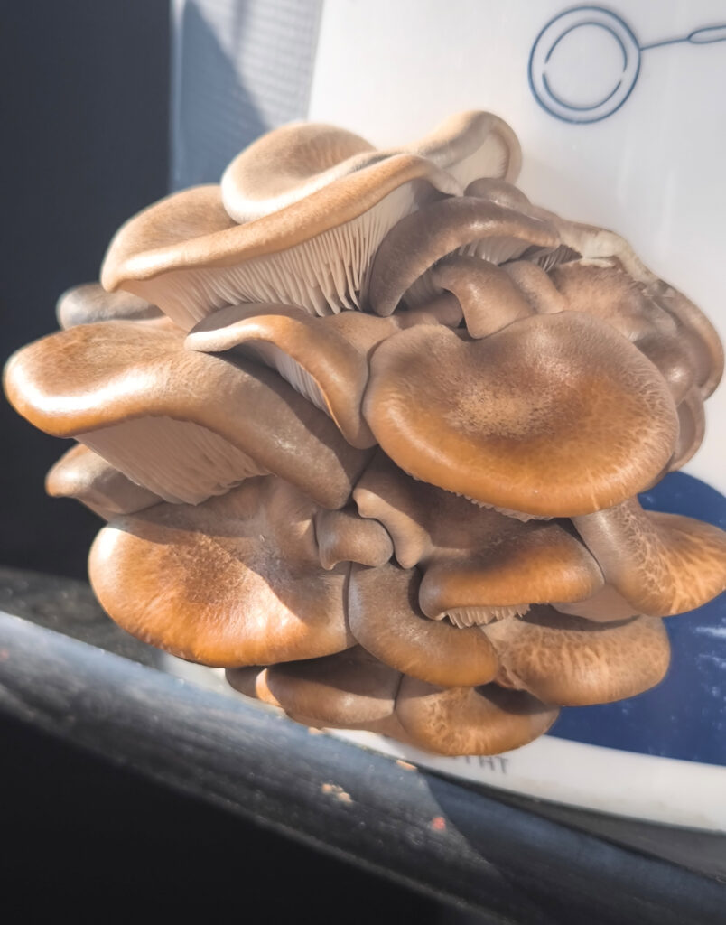 Im Eimer selbstgezüchtete Austernpilze in der Sonne auf meinem Balkon.