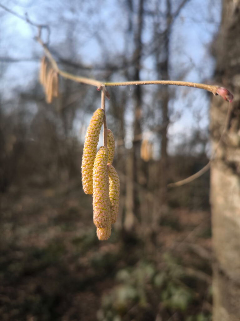 Haselkätzchen am Strauch