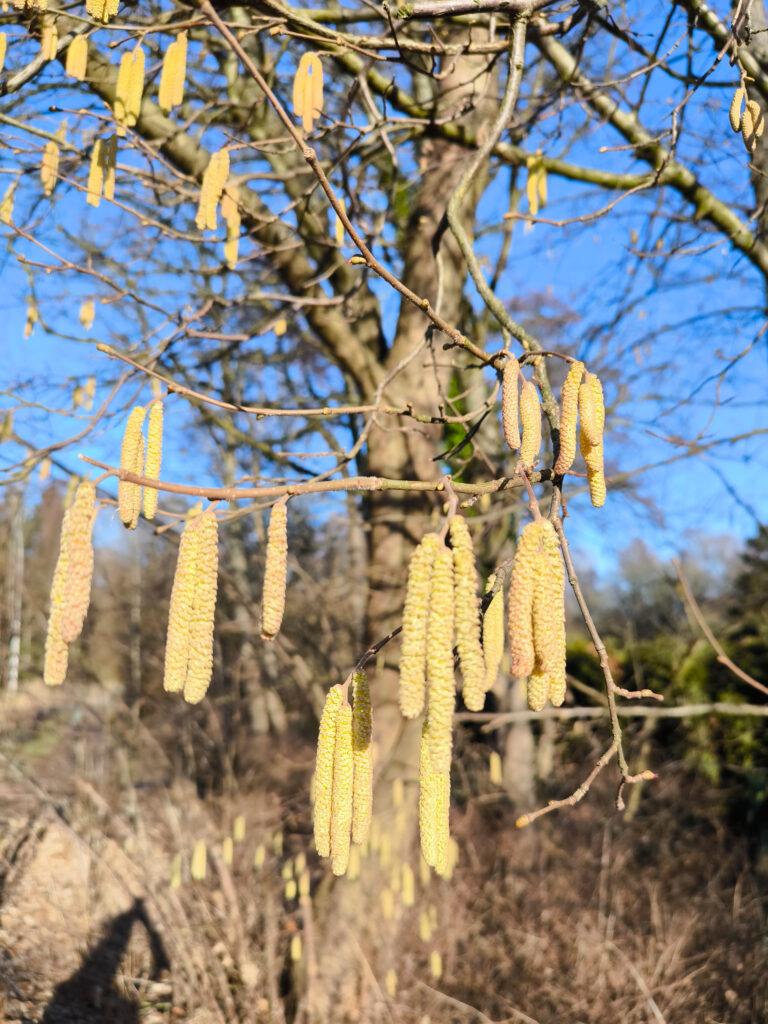 Haselkätzchen am Strauch