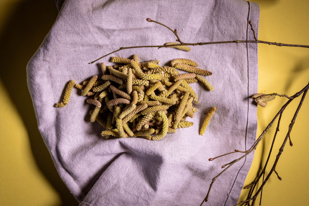 Haselkätzchen auf einem Tuch