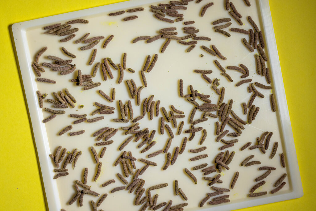 Getrockenete Haselkätzchen auf einem Dörrautomatenblech.