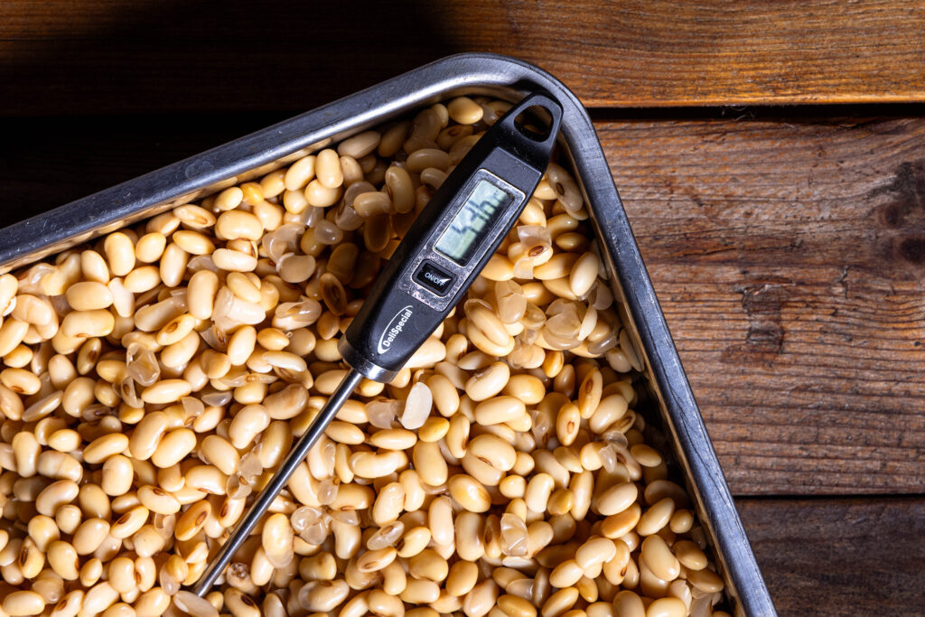 EIn Thermometer steckt in einem Blech voll gekochter Sojabohnen.