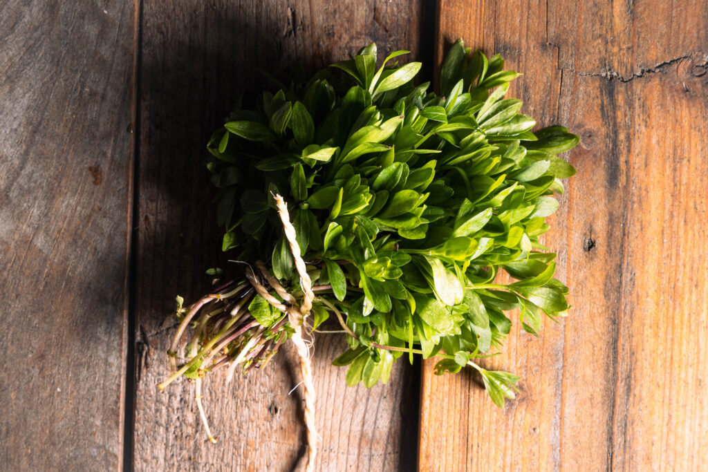 Waldmeister zu einem Bund zusammen gebunden.