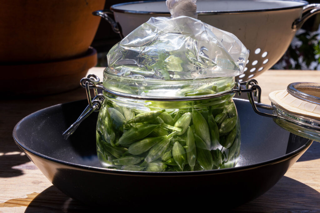 Ein Fermentierglas mit Bärlauchkapern in einer Schale. Das Ferment ist mit einem mit Wasser befüllten Gefrierbeutel befüllt.